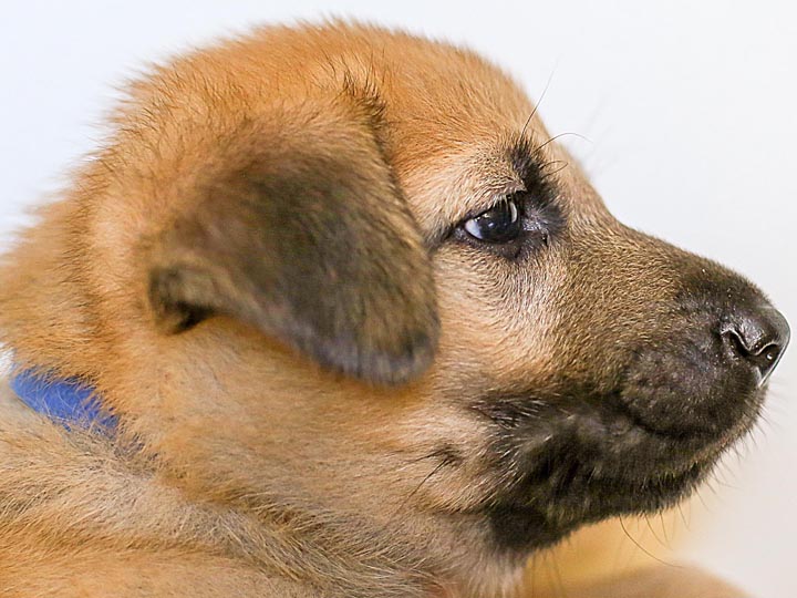 chinook puppy